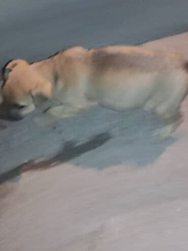 питбуль питбуль: Питбуль, 2 месяца, Самка — 3