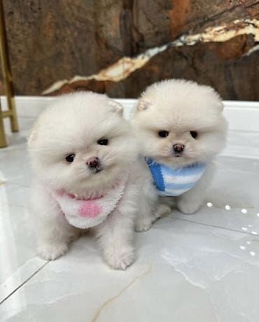 Продажа собак: Шпиц, 1 месяц, Самка, С прививкой, С родословной — 5