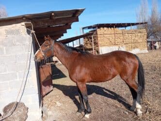 Продаю | Конь (самец) | Полукровка | Для разведения at lalafo.kg Продаю | Конь (самец) | Полукровка | Для разведения