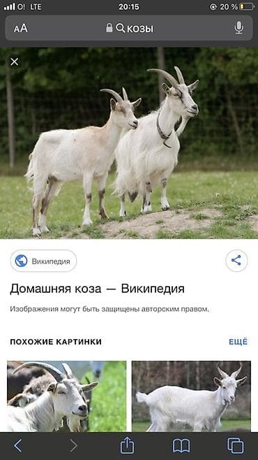 Продаю | Коза (самка) | Для молока