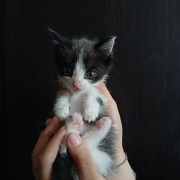 Котята, домашнего выращивания. - Порода: беспородные (домашние). -