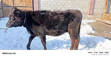 Зоотовары: Продаю | Музоо, торпок | Полукровка | На откорм | Привязанные — 1