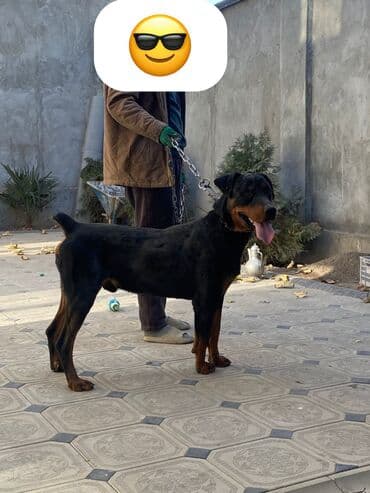 иттер ош: Ротвейлер, кобель. Крупный, мускулистый, с правильными породными — 4