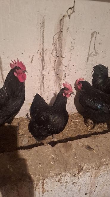 Домашние куриные яйца - Яйца от деревенских кур, свободный выгул