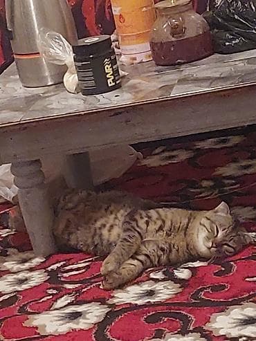 Домашний кот - Окрас: коричневый табби с ярко выраженными пятнами и