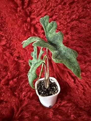 саж: Ароидные комнатные растения (редкие сорта), в индивидуальных — 1