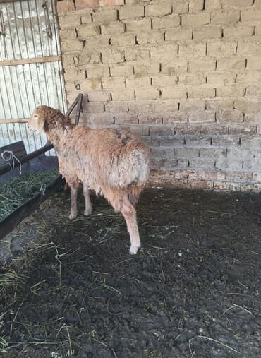 кролик декоративный: Продаю | Овца (самка) | Для разведения — 3