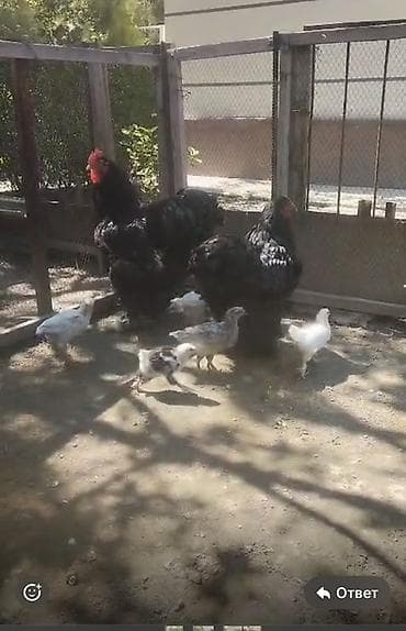 утки с утятами: Продаю | Куры, Петух | Кохинхин — 2