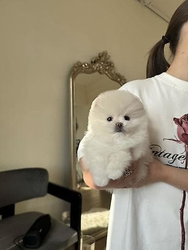 Продажа собак: Шпиц, 1 месяц, Самец, С прививкой, С родословной — 2