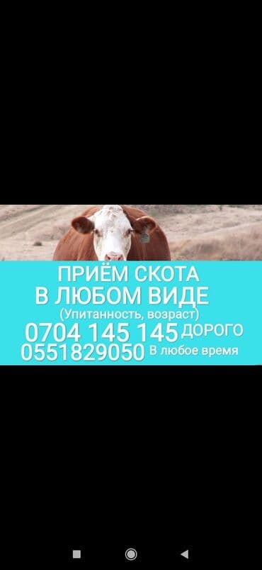 животные живые: Куплю | Коровы, быки, Лошади, кони, Другие с/х животные | Забитый, На забой, на мясо, Круглосуточно — 1