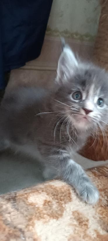 кошк: Мейн-Куны!!!🥰🥰🥰 Продаются Чистокровные,Шикарные котята! Отличная — 3