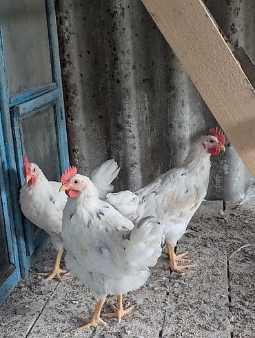 Продаю | Куры | Домашняя, Хай-Лайн Соня Грей | Для разведения, Несушки