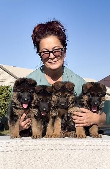 бельгийские овчарки малинуа: Питомник Temir Haus Kennel — помет немецкой овчарки от 08.03.2026 — 4