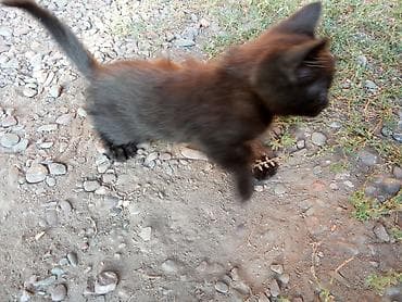 животные кошка: Кошка даром: Беспородная, 3 месяца, Мальчик — 7