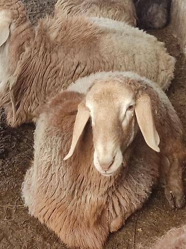 Животные: Продаю | Баран (самец) | Арашан | На забой | Племенные — 1