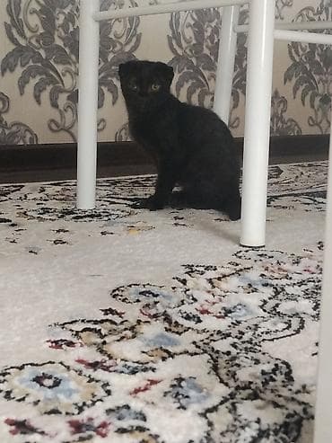 cat sofa: Кошка даром: Скотиш Фолд (Шотландская вислоухая), Мальчик, Приучена к лотку — 1