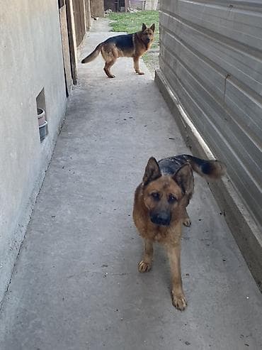 маламут собака: Вязка: Немецкая овчарка, Самец, 4 года — 1