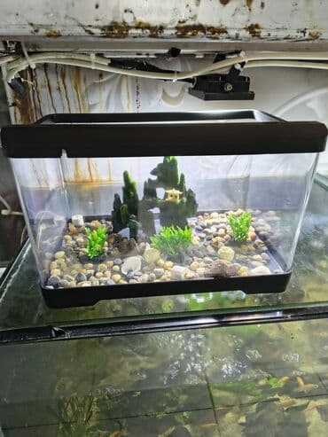 рыба для аквариума купить: Беловодск !!!!! большой выбор аквариумных рыбок ! креветки ( красные — 10