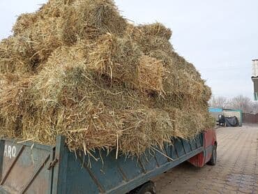 рыбы в кыргызстане: Подпокровный аралаш доставка есть 100шт — 5