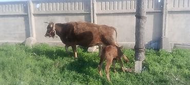 я ишу карову: Продаю | Корова (самка) | Голштин | Для молока | После отела — 4