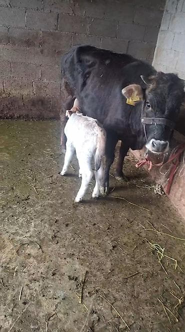 хара: Сатам | Уй (ургаачы) | Сүт алуу үчүн | Музоологондон кийин — 10