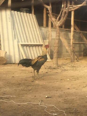 купить собаку шпица недорого: Продаю | Петух | Для разведения — 3