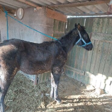 корм для домашних животных: Продаю | Жеребенок | Для разведения — 1