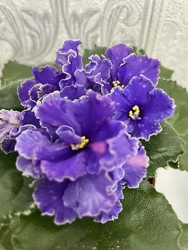 вазы хрустальные: Продам! 1 Детки стандартных сортовых фиалочек. Цена за детку от 80 — 2