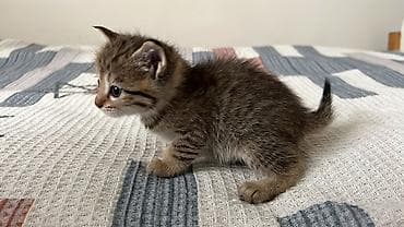 отдам котята: Котята Описание: - Две окраски на выбор: тигровый табби (коричневый с — 1