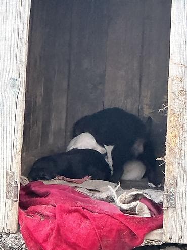 вислоухие кошки бишкек: Алабай, 4 года, Самка — 5