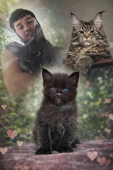 музо эркек: Предлагается мальчик мейкуна,от родителей гигантов! Котенок сам очень — 1