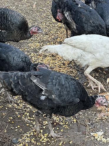 Кошки: Продаю | Индюшка (самка), Индюк (самец) | Черный принц, Северокавказская | На забой, Для разведения | Племенные — 3