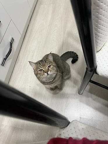 cat sofa: Скотиш Фолд (Шотландская вислоухая), 1 месяц, Мальчик, Золотая шиншилла, Приучена к лотку — 8