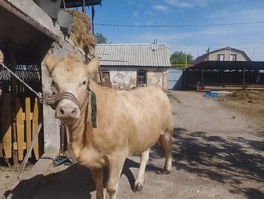 микро клевер: Продаю | Тёлка | На откорм — 2