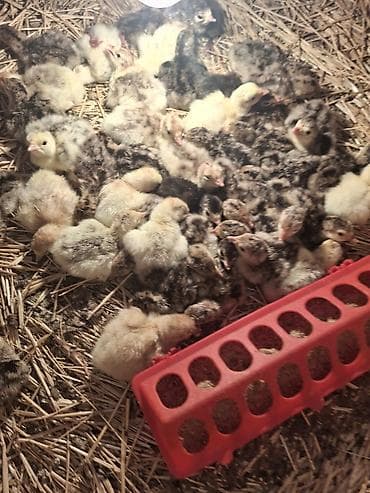 Продаю | Индюшата | На забой at lalafo.kg Продаю | Индюшата | На забой