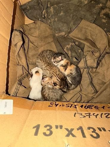 Мышыктар: Котята, помет из нескольких малышей. Окрас разный: тигровые табби — 2