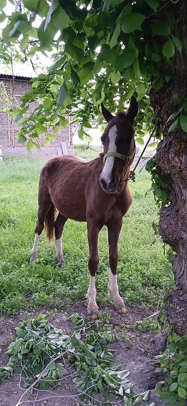 ат бишкек: Сатам | Тай | Жумушка — 2