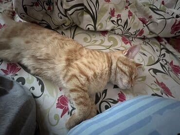 ош кошка: Мышык бекер берилет: Породасыз, 9 айлык, Эркек, Бычылган, Лотокко барууга үйрөтүлгөн — 1