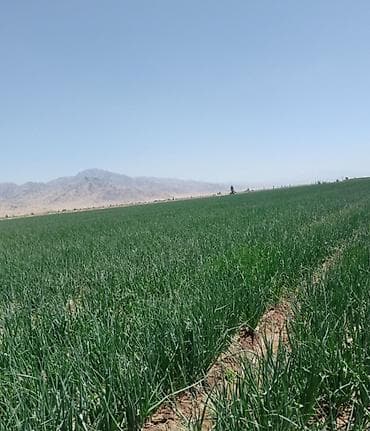 Фрукты: Лук Оптом, Самовывоз — 6