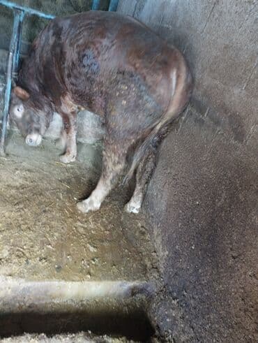 бык порода: Продаю | Бык (самец) | На откорм, На забой, Для разведения | Привязанные — 2