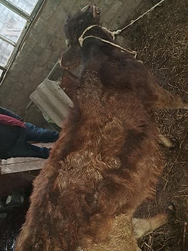 бычки на забой: Продаю | Музоо, торпок | Для молока, Для разведения — 4