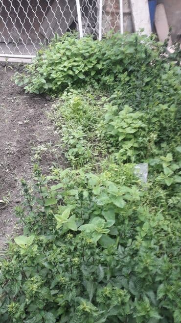 оптом фрукты овощи: Продаю мяту. с огорода. есть два вида. лимоная.и перечная. это — 3