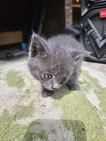 домашний животные: Отдам котят в добрые руки — 4