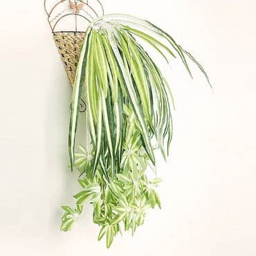 офисные растения: Искусственное растение «Паук» (хлорофитум) Добавьте свежести и уюта в — 2