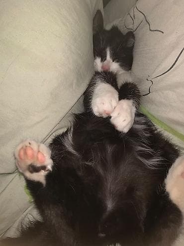 купить кошку манчкин: Кошка даром: Беспородная, 4 месяца, Девочка — 9