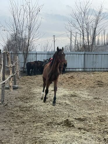 шотландская вислоухая кошка цена бишкек: Продаю | Жеребец, Жеребенок | Полукровка, Английская | Конный спорт — 1