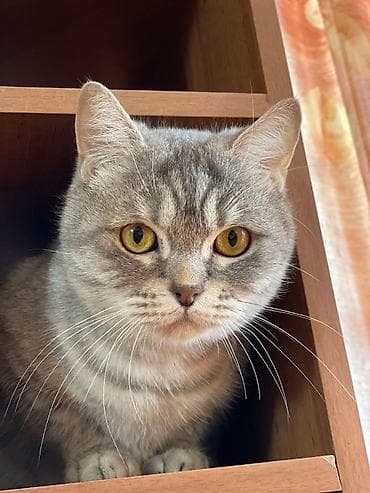 купить кошки: Кошка даром: Скотиш Страйт (Шотландская прямоухая), 4 года, Девочка, Приучена к лотку — 1