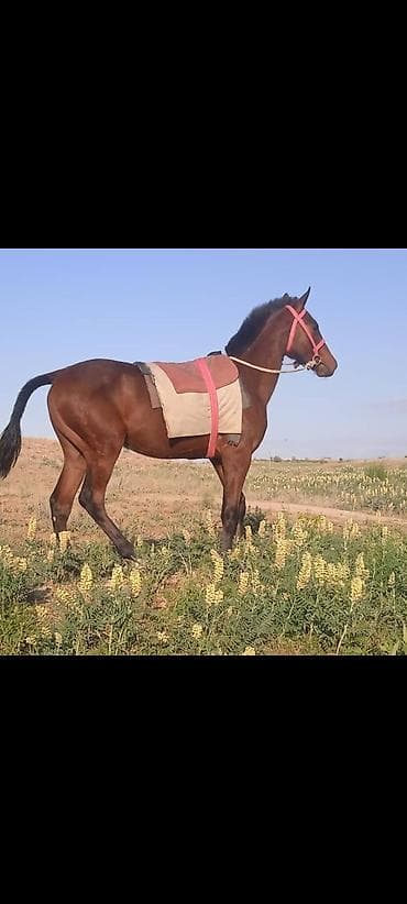 купить хаски в бишкеке: Продаю | Конь (самец), Жеребенок | Конный спорт — 3