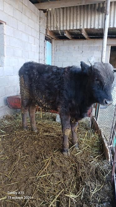 бычок купить: Продаю | Бык (самец) | Алатауская — 2