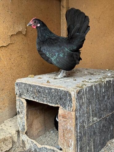 дойный корова: Продаю | Куры, Петух — 2